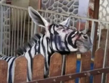 Έβαψαν ασπρόμαυρο ένα γαϊδούρι για να μοιάζει με ζέβρα σε ζωολογικό κήπο στην Αίγυπτο! (φώτο-βίντεο)